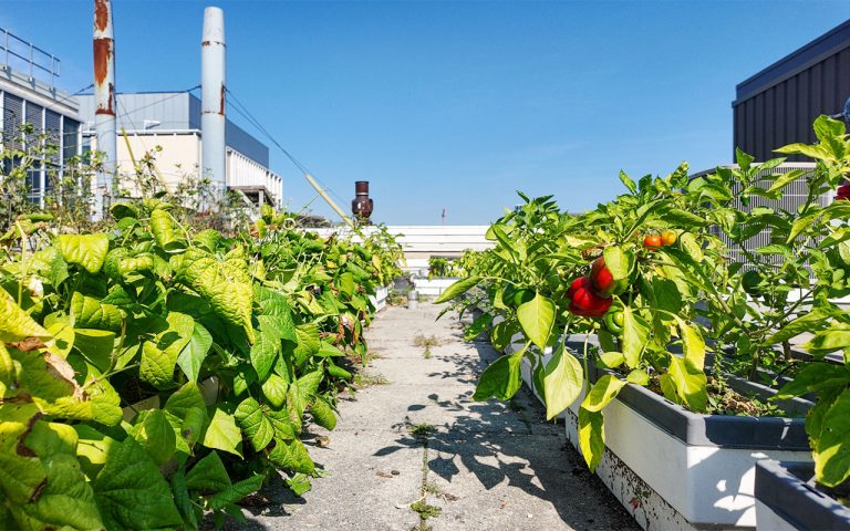A photo of a building rooftop that has two long planters on top of it. The planters are bursting with green plants. Blue skies above.
