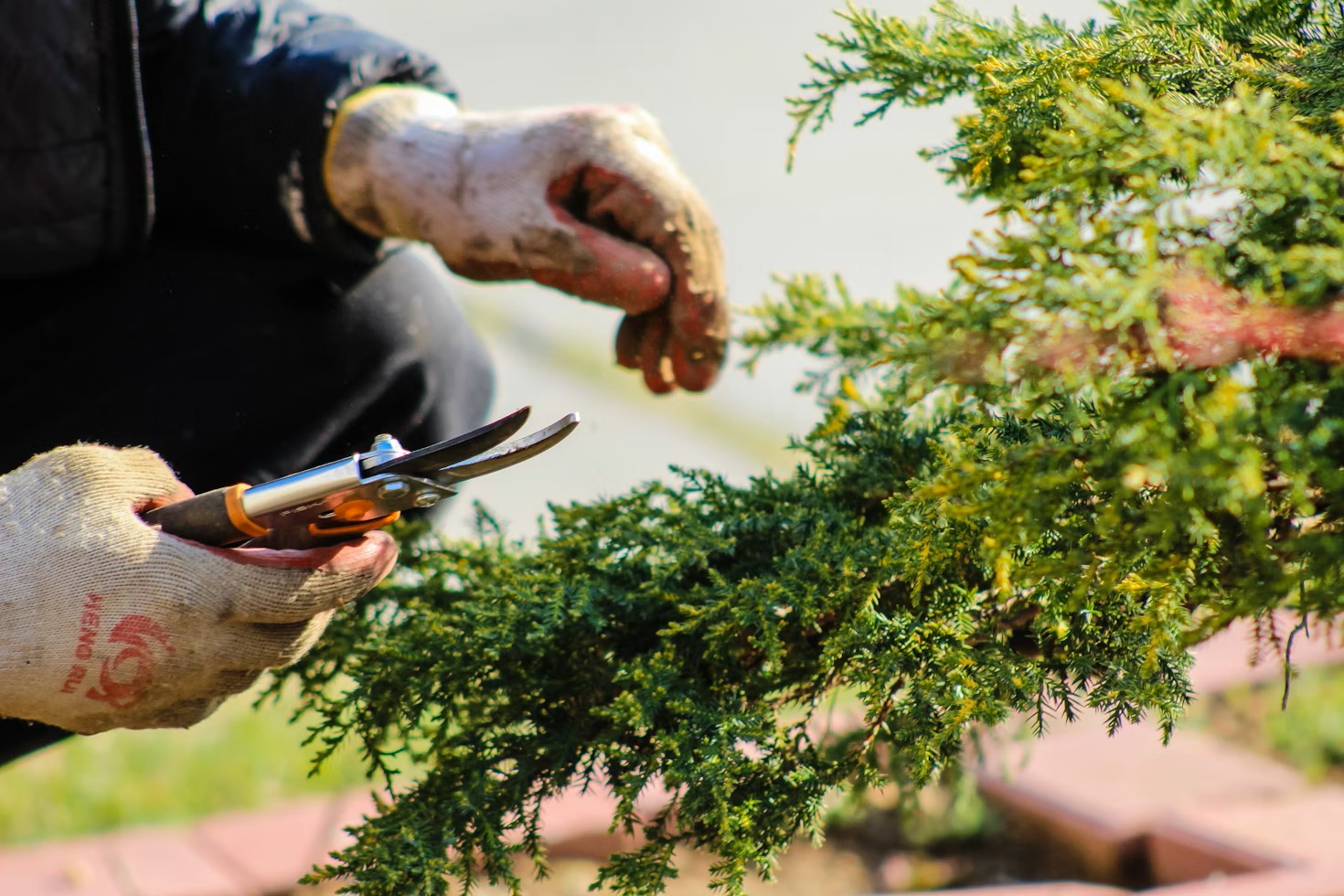 A photo of two hands, wearing dirty gloves, wielding a garden clipper, approaching a bush.